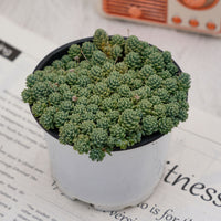 4'' Sedum Dasyphyllum Opaline, Rare Live Succulent Plants
