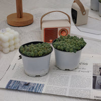 4'' Sedum Dasyphyllum Opaline, Rare Live Succulent Plants