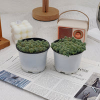 4'' Sedum Dasyphyllum Opaline, Rare Live Succulent Plants