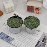 4'' Sedum Dasyphyllum Opaline, Rare Live Succulent Plants