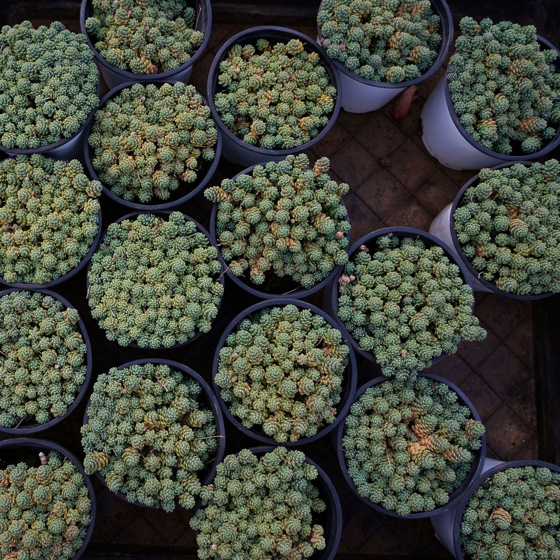 4'' Sedum Dasyphyllum Opaline, Rare Live Succulent Plants