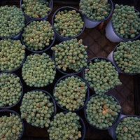 4'' Sedum Dasyphyllum Opaline, Rare Live Succulent Plants
