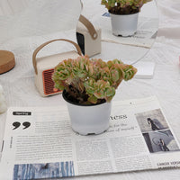 4'' Echeveria Peach Pride Crested, Rare Live Succulent Plants
