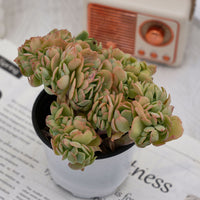 4'' Echeveria Peach Pride Crested, Rare Live Succulent Plants