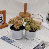 4'' Echeveria Peach Pride Crested, Rare Live Succulent Plants
