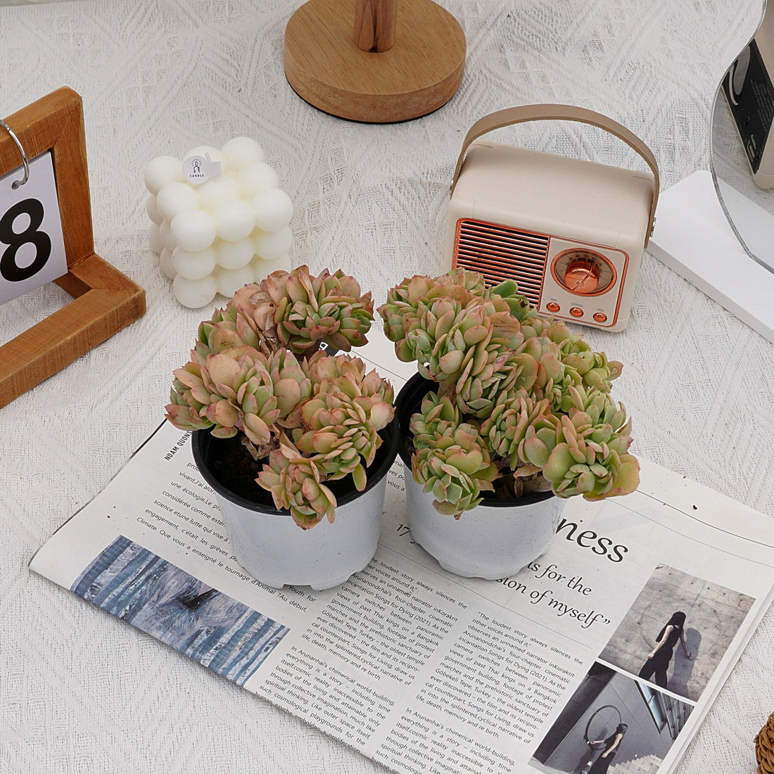4'' Echeveria Peach Pride Crested, Rare Live Succulent Plants