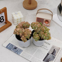 4'' Echeveria Peach Pride Crested, Rare Live Succulent Plants