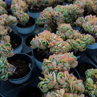 4'' Echeveria Peach Pride Crested, Rare Live Succulent Plants