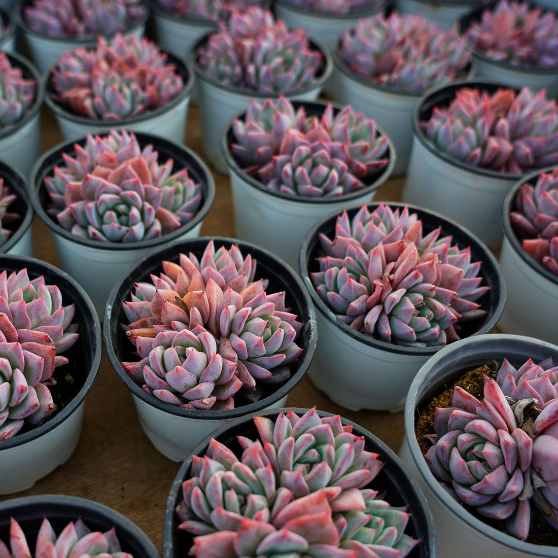 4'' Echeveria Blue Bird, Rare Live Succulent Plants