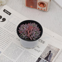 4'' Echeveria Blue Bird, Rare Live Succulent Plants