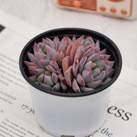 4'' Echeveria Blue Bird, Rare Live Succulent Plants