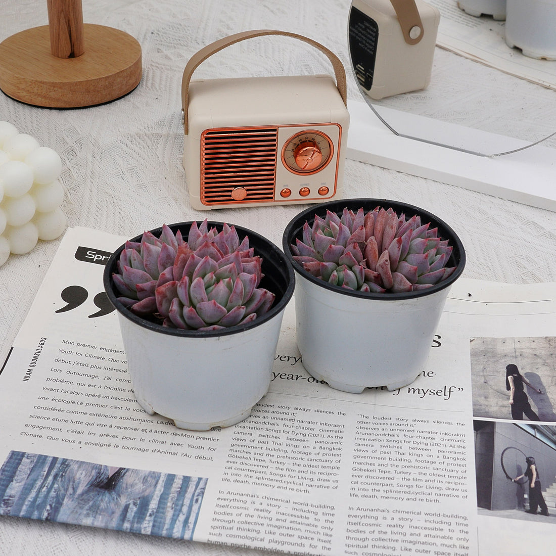 4'' Echeveria Blue Bird, Rare Live Succulent Plants