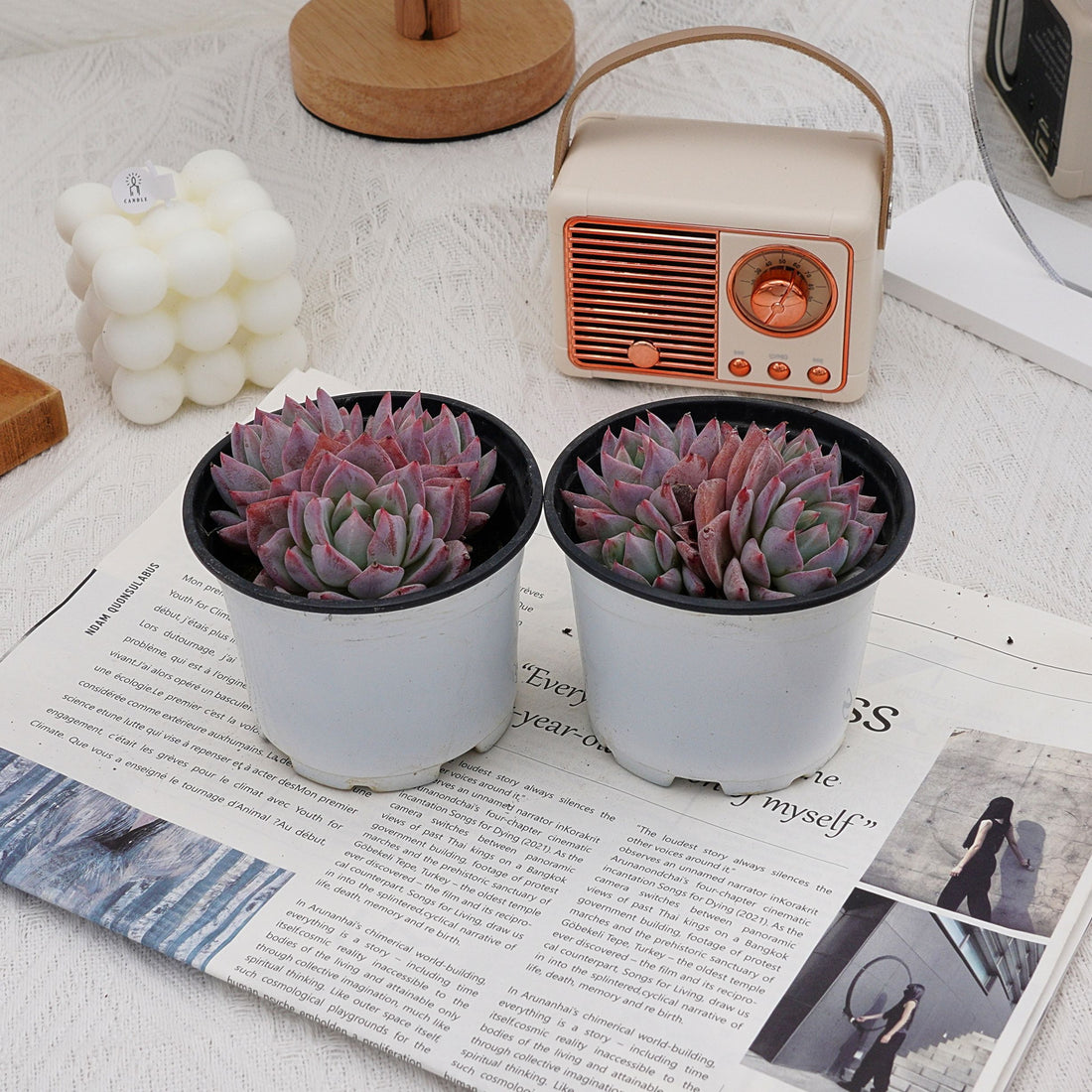 4'' Echeveria Blue Bird, Rare Live Succulent Plants