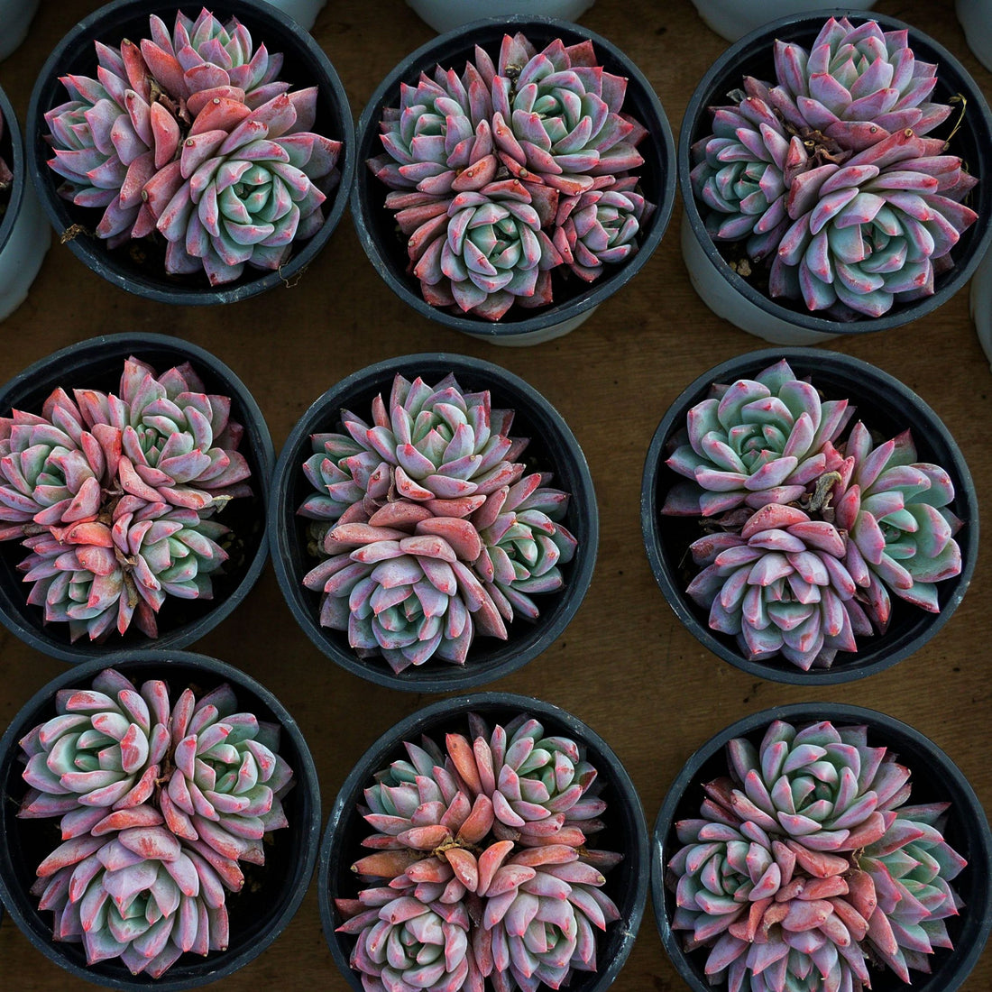 4'' Echeveria Blue Bird, Rare Live Succulent Plants