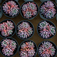 4'' Echeveria Blue Bird, Rare Live Succulent Plants