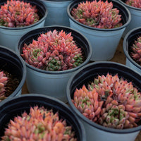 4'' Echeveria Cuspidata Zaragozae, Rare Live Succulent Plants