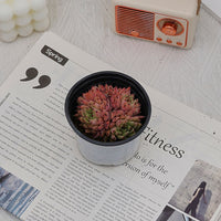 4'' Echeveria Cuspidata Zaragozae, Rare Live Succulent Plants