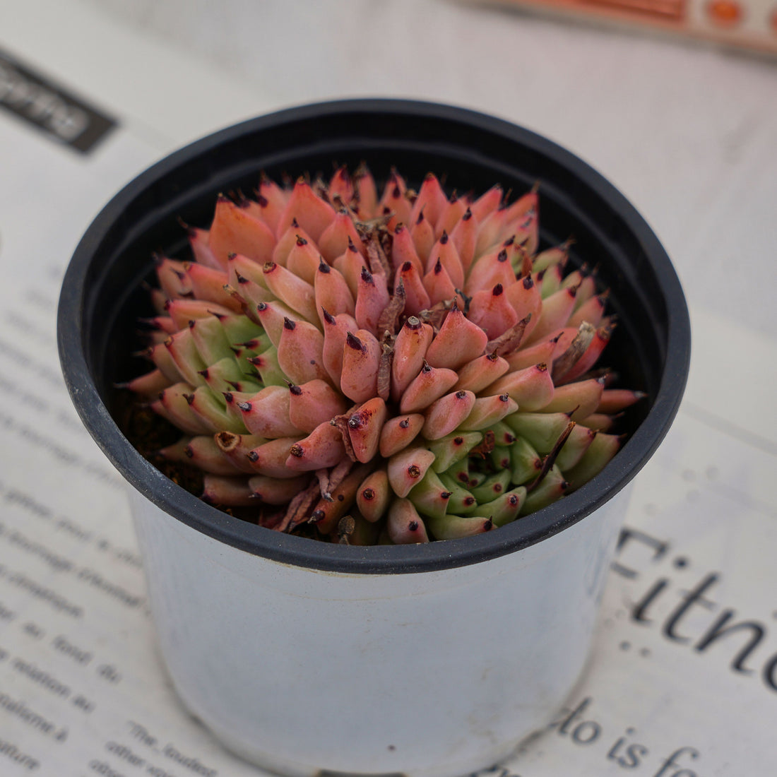 4'' Echeveria Cuspidata Zaragozae, Rare Live Succulent Plants