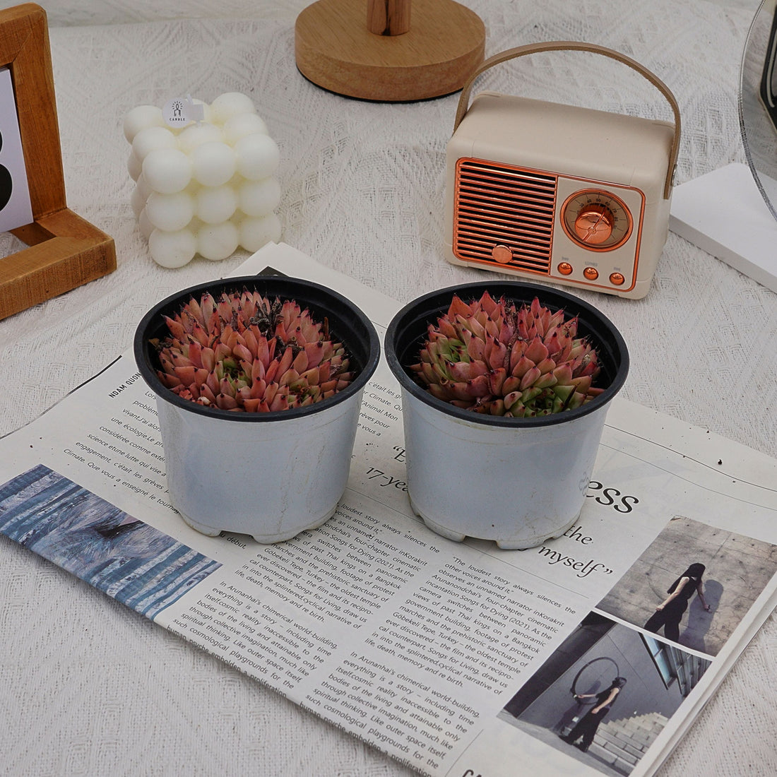 4'' Echeveria Cuspidata Zaragozae, Rare Live Succulent Plants