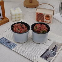 4'' Echeveria Cuspidata Zaragozae, Rare Live Succulent Plants