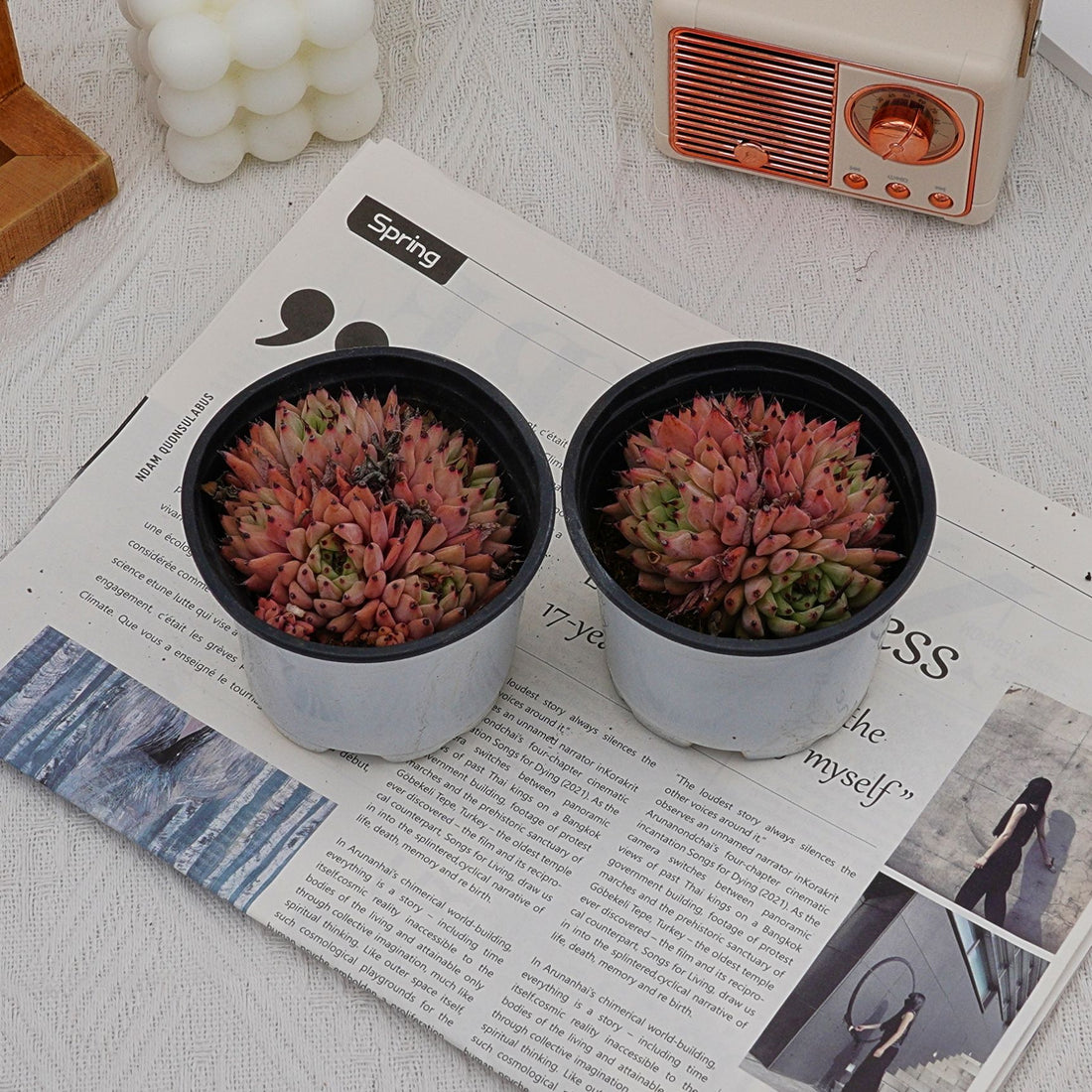 4'' Echeveria Cuspidata Zaragozae, Rare Live Succulent Plants