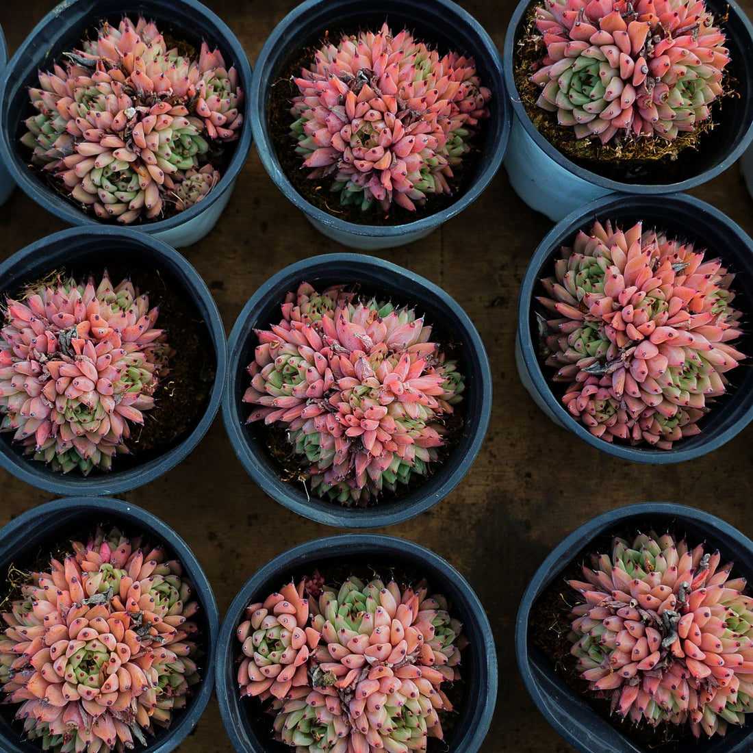 4'' Echeveria Cuspidata Zaragozae, Rare Live Succulent Plants