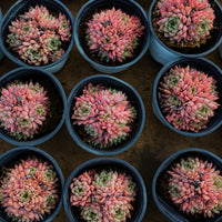 4'' Echeveria Cuspidata Zaragozae, Rare Live Succulent Plants