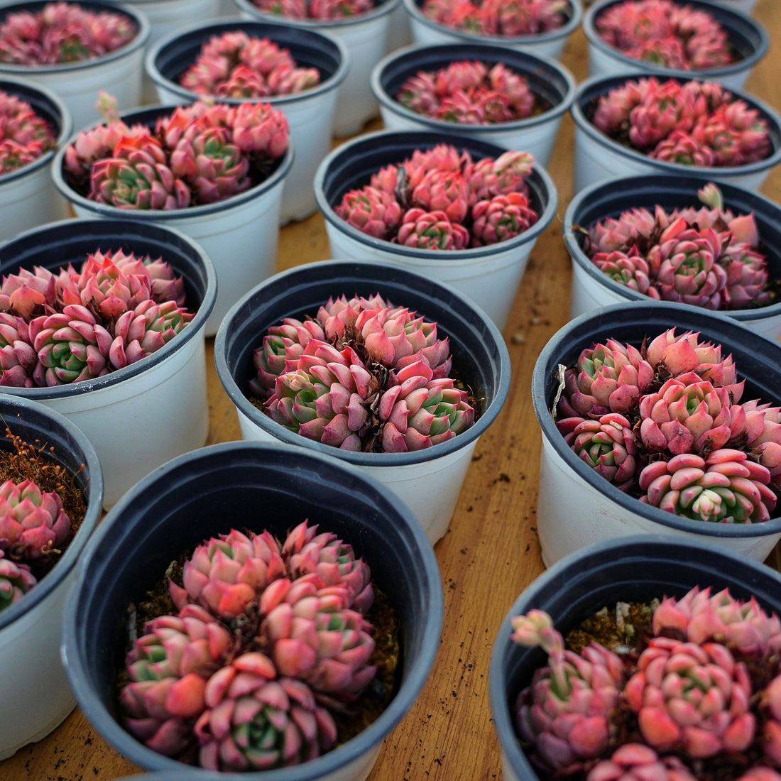 4'' Echeveria Mini Hook, Rare Live Succulent Plants