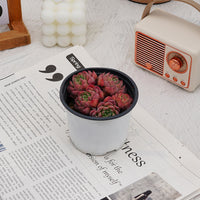 4'' Echeveria Mini Hook, Rare Live Succulent Plants