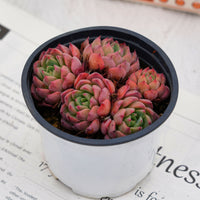 4'' Echeveria Mini Hook, Rare Live Succulent Plants