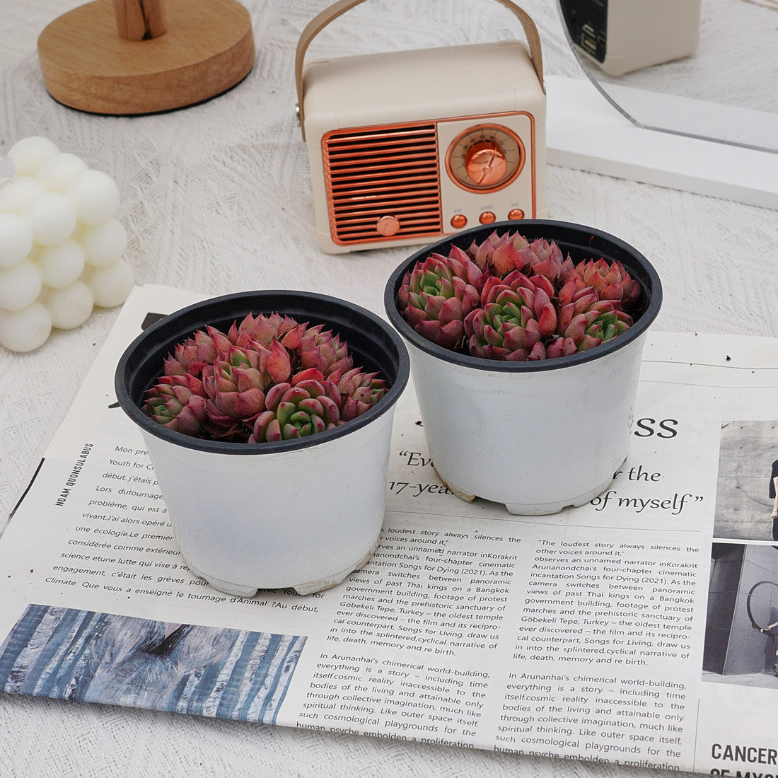 4'' Echeveria Mini Hook, Rare Live Succulent Plants