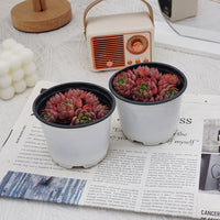 4'' Echeveria Mini Hook, Rare Live Succulent Plants
