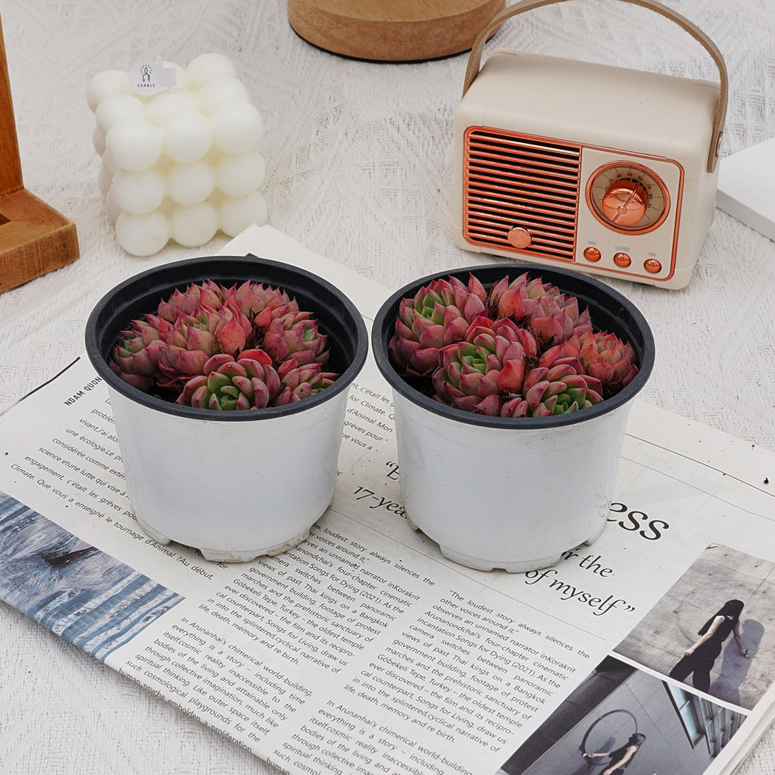 4'' Echeveria Mini Hook, Rare Live Succulent Plants