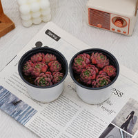 4'' Echeveria Mini Hook, Rare Live Succulent Plants