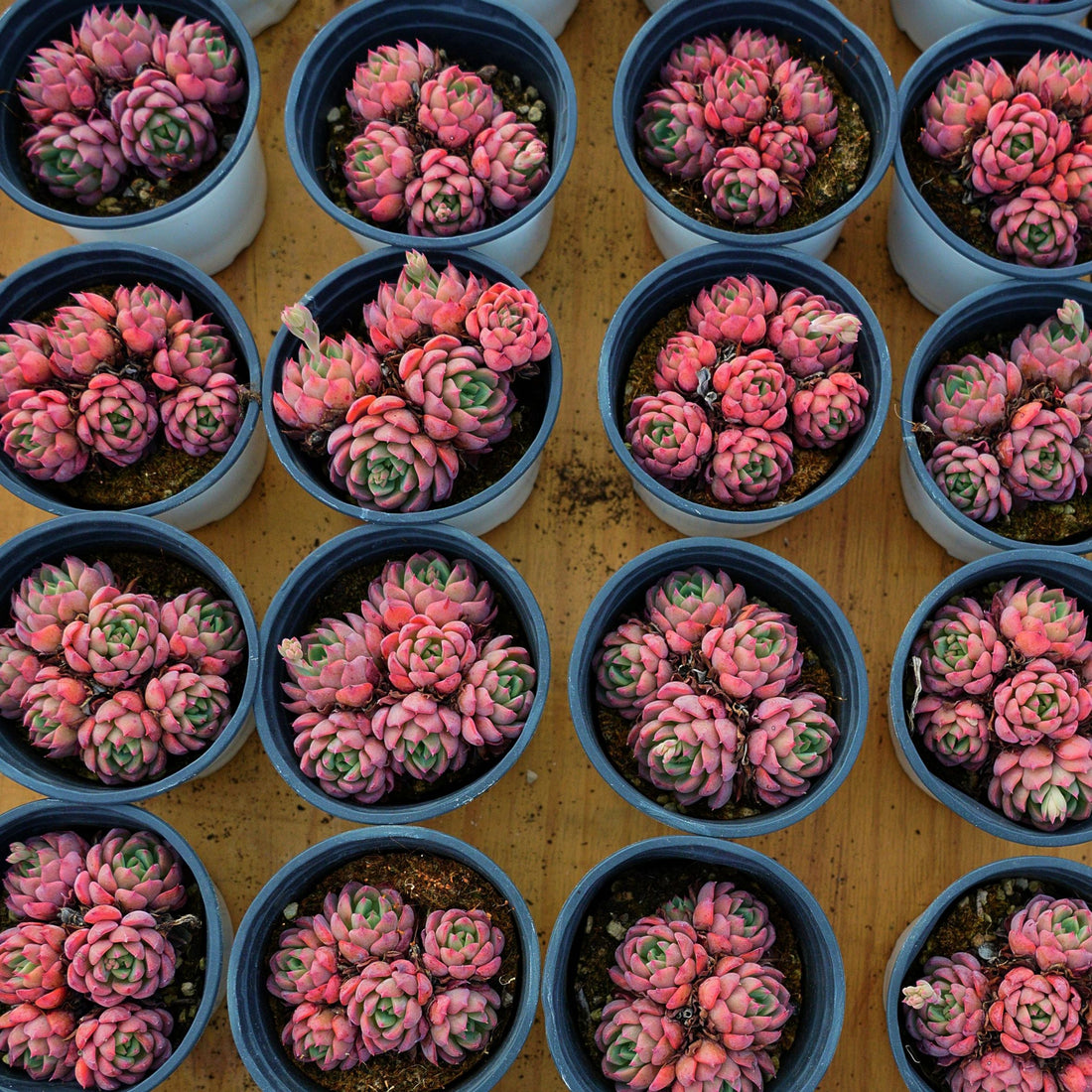 4'' Echeveria Mini Hook, Rare Live Succulent Plants