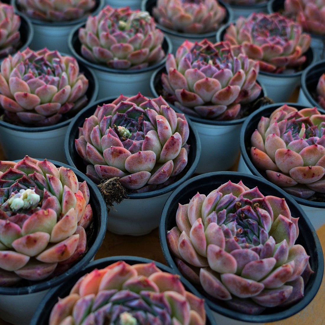 3'' Echeveria Rosalia, Rare Live Succulent Plants