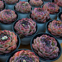 3'' Echeveria Rosalia, Rare Live Succulent Plants