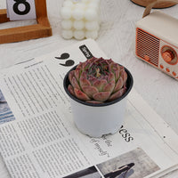 3'' Echeveria Rosalia, Rare Live Succulent Plants