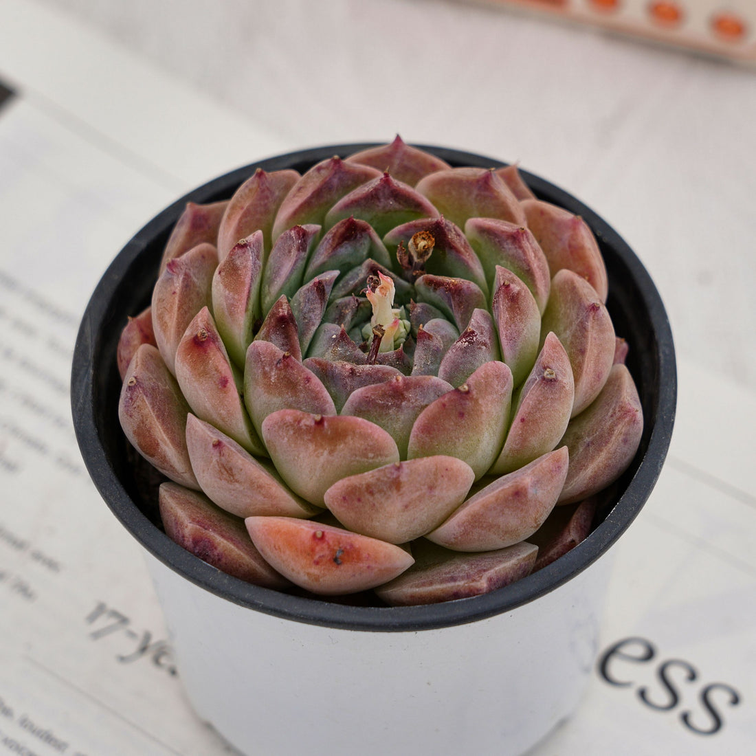 3'' Echeveria Rosalia, Rare Live Succulent Plants