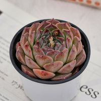 3'' Echeveria Rosalia, Rare Live Succulent Plants
