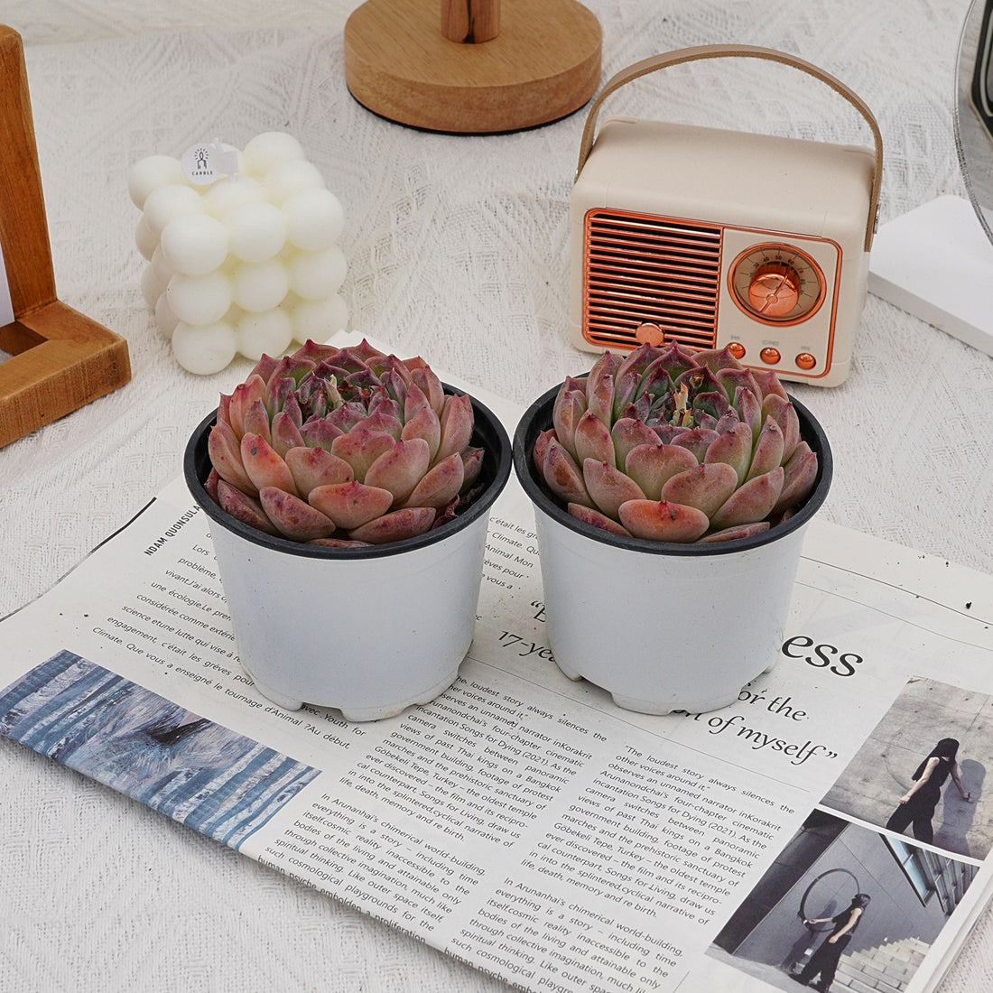 3'' Echeveria Rosalia, Rare Live Succulent Plants