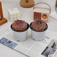 3'' Echeveria Rosalia, Rare Live Succulent Plants