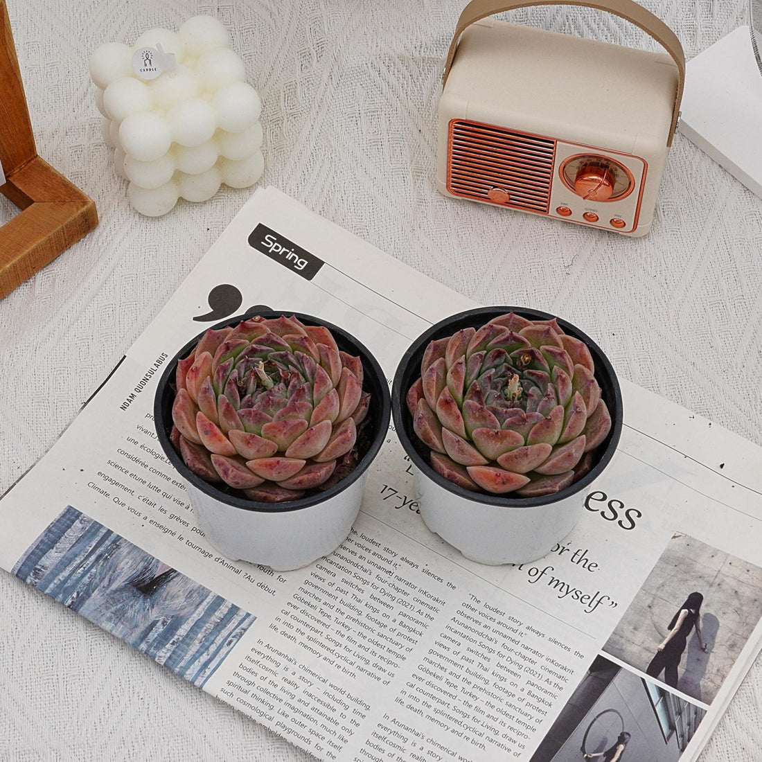 3'' Echeveria Rosalia, Rare Live Succulent Plants