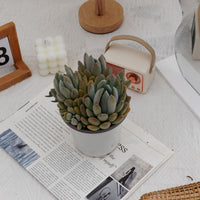 5'' Pachyphytum Oviferum, Rare Live Succulent Plants