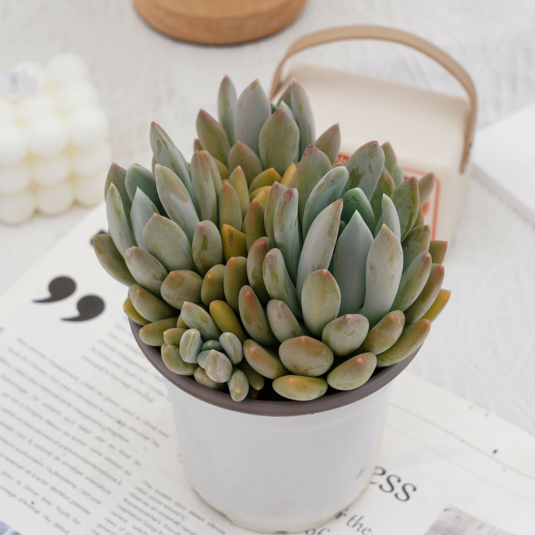 5'' Pachyphytum Oviferum, Rare Live Succulent Plants
