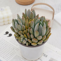 5'' Pachyphytum Oviferum, Rare Live Succulent Plants