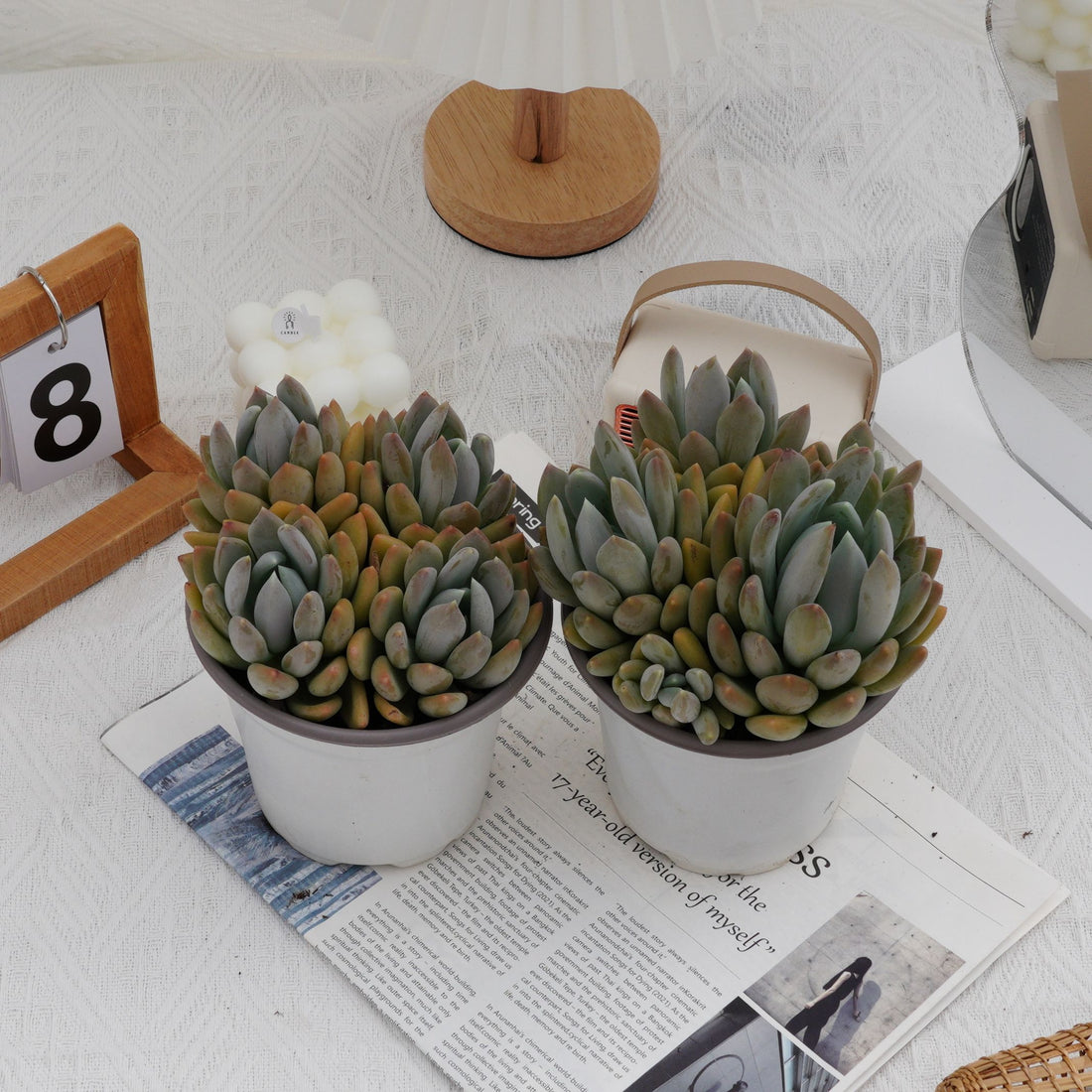 5'' Pachyphytum Oviferum, Rare Live Succulent Plants