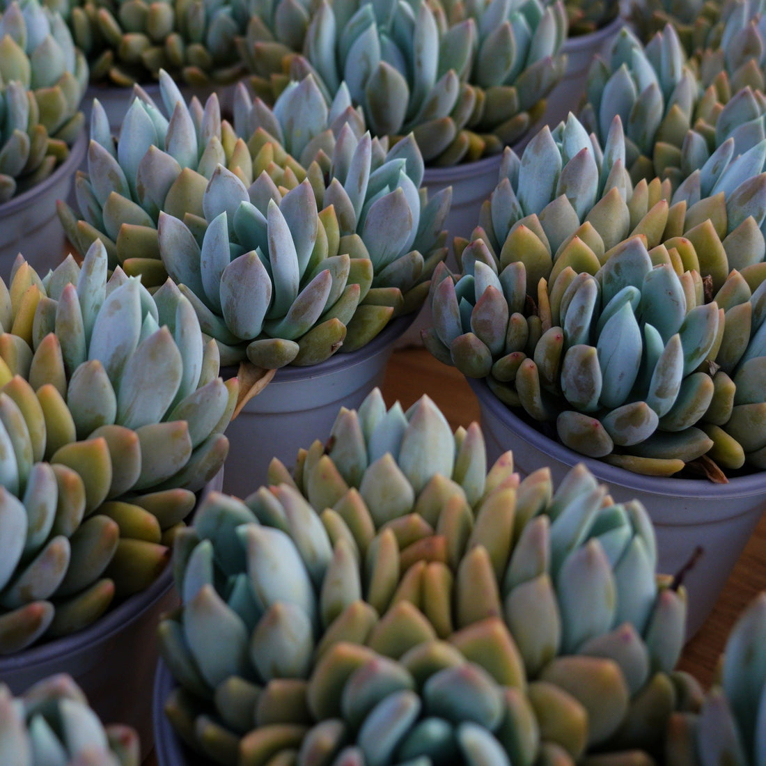 5'' Pachyphytum Oviferum, Rare Live Succulent Plants
