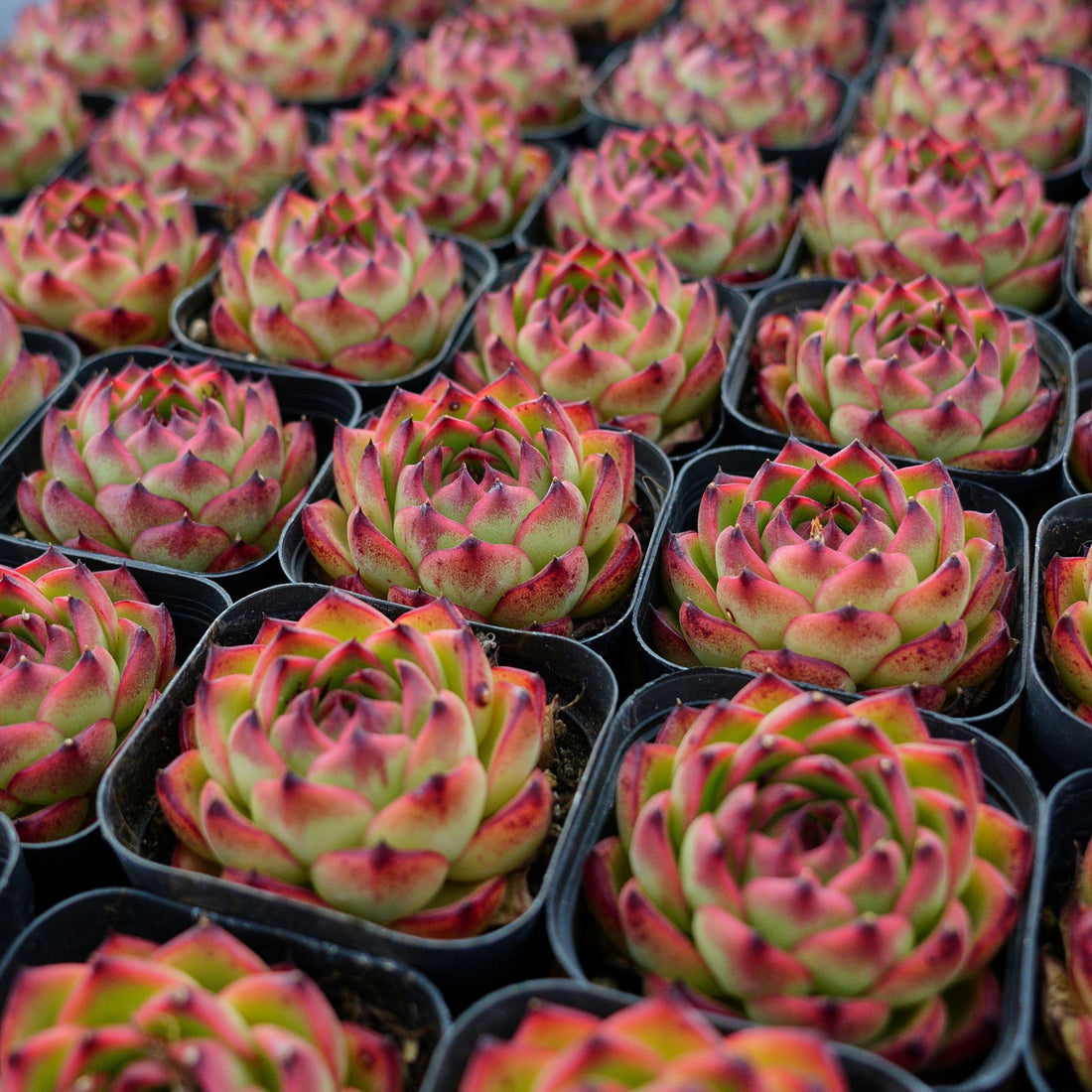 2.5'' Echeveria Moon Stone, Rare Live Succulent Plants