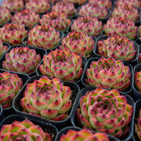 2.5'' Echeveria Moon Stone, Rare Live Succulent Plants